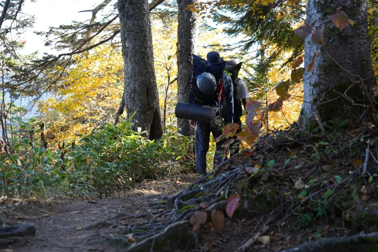 紅葉した樹林帯を大型ザックを背負って歩く登山者の後ろ姿