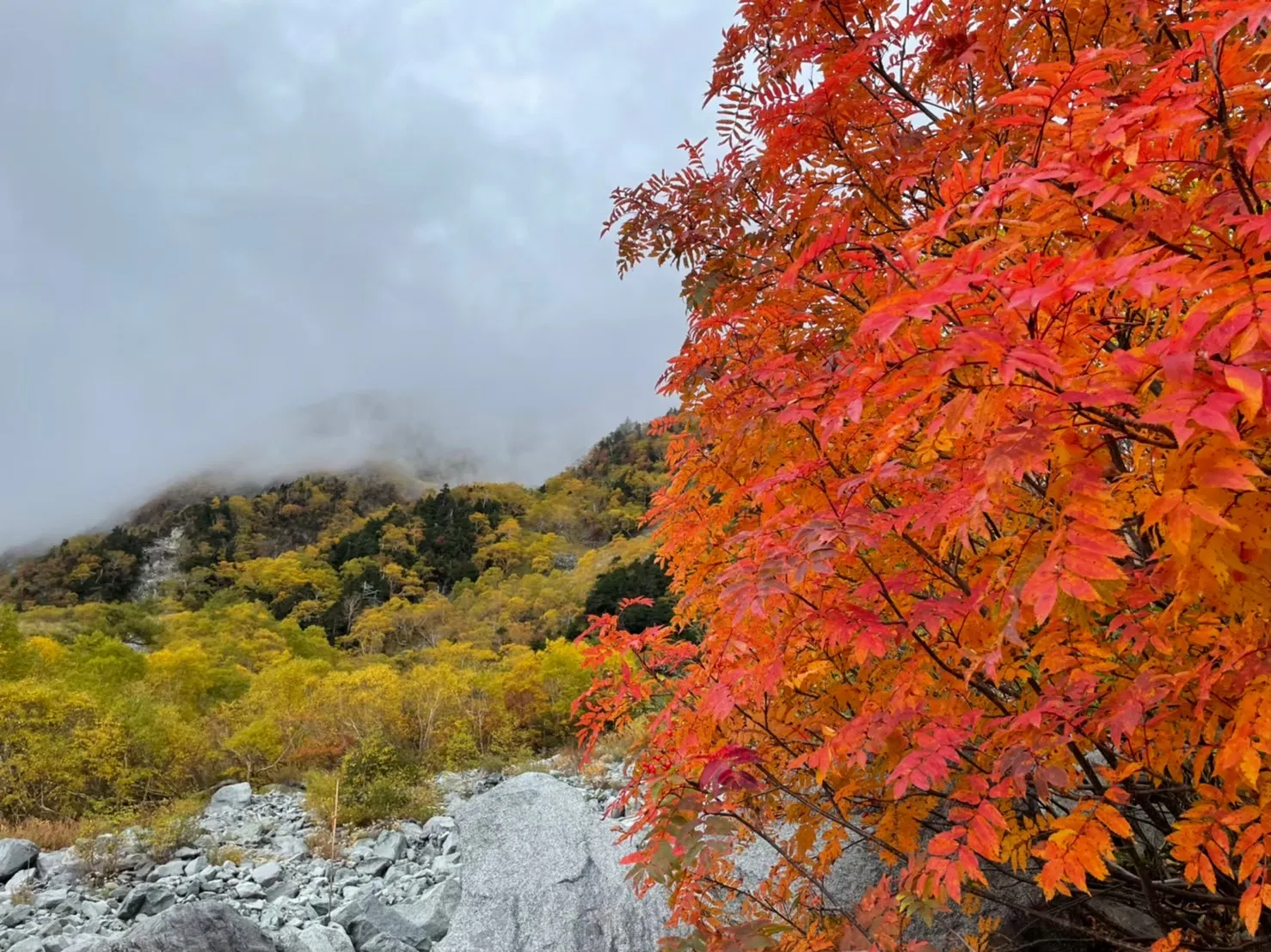 燃えるように赤いナナカマドの枝越しに見える涸沢カールの紅葉と雪渓