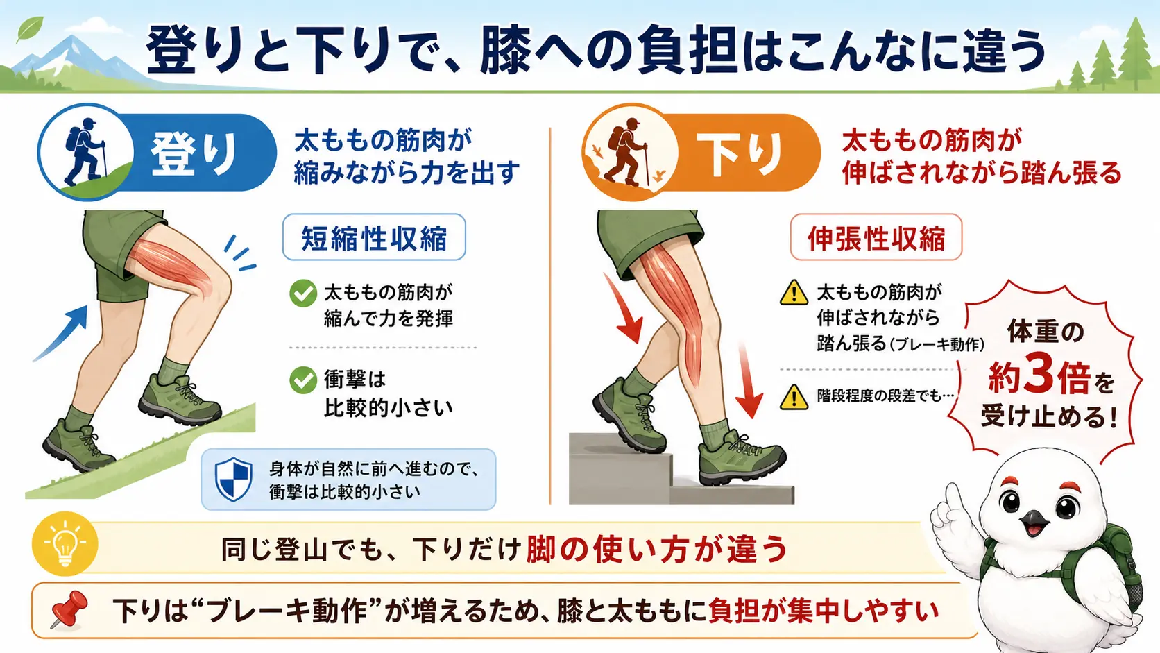 登りと下りで太ももの筋肉の使われ方と膝への衝撃の違いを対比した図解