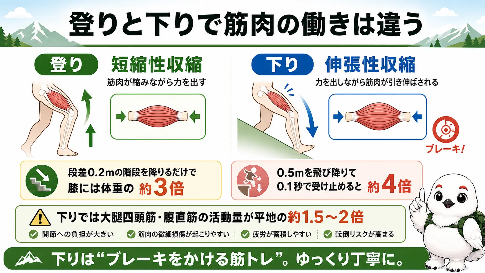 登り(短縮性収縮)と下り(伸張性収縮)の筋肉の使われ方の違いと、階段や飛び降りでの着地衝撃の倍率を示した比較図